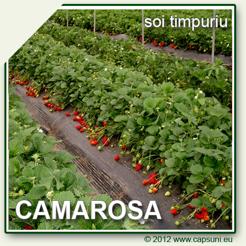 500X500_CAMAROSA_07 - Camarosa