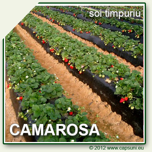 500X500_CAMAROSA_08 - Camarosa