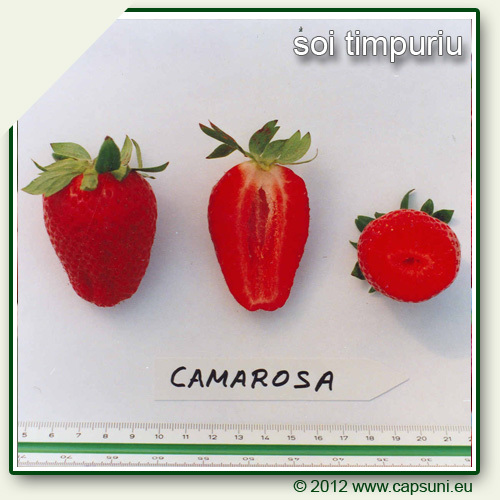 500X500_CAMAROSA_09 - Camarosa