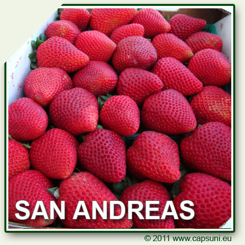 500X500_SAN_A_04 - 2 San Andreas