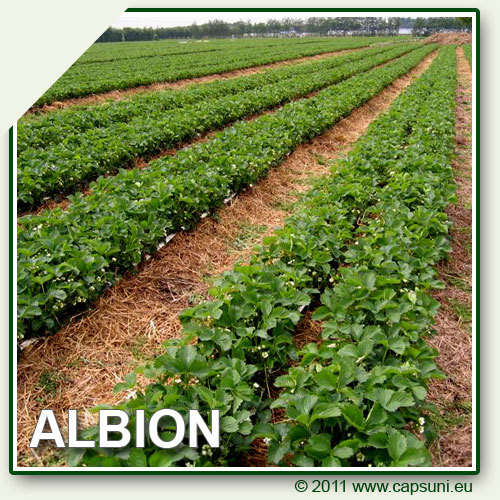 500X500_ALBION_13 - 1 ALBION