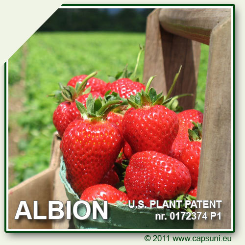 500X500_ALBION_17 - 1 ALBION