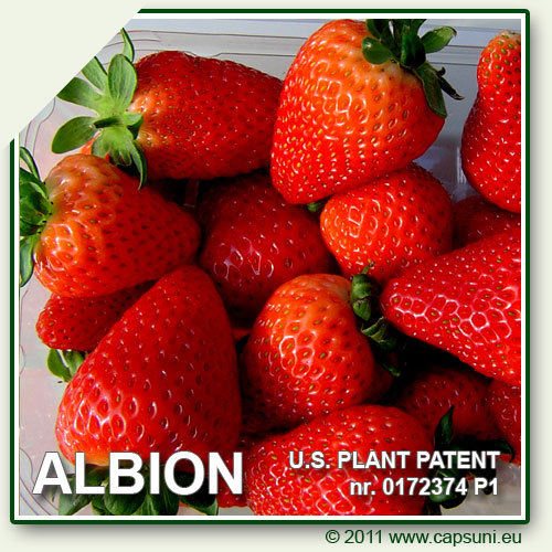 500X500_ALBION_18 - 1 ALBION