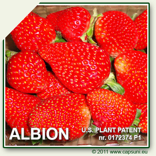 500X500_ALBION_20