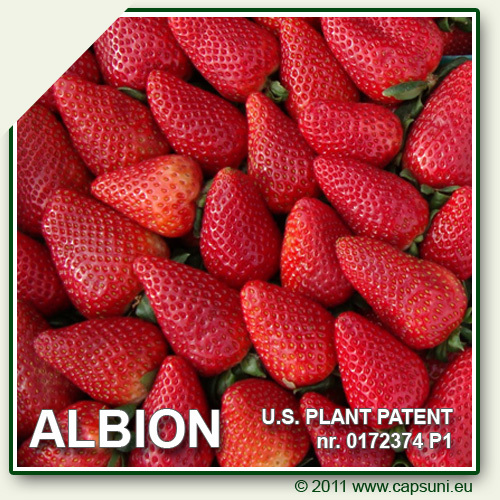 500X500_ALBION_21 - 1 ALBION