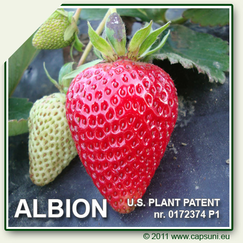 500X500_ALBION_23 - 1 ALBION