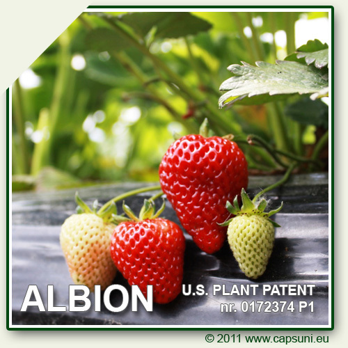 500X500_ALBION_24 - 1 ALBION