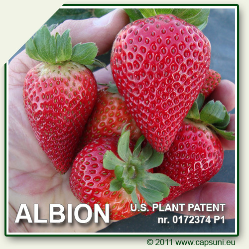 500X500_ALBION_27 - 1 ALBION