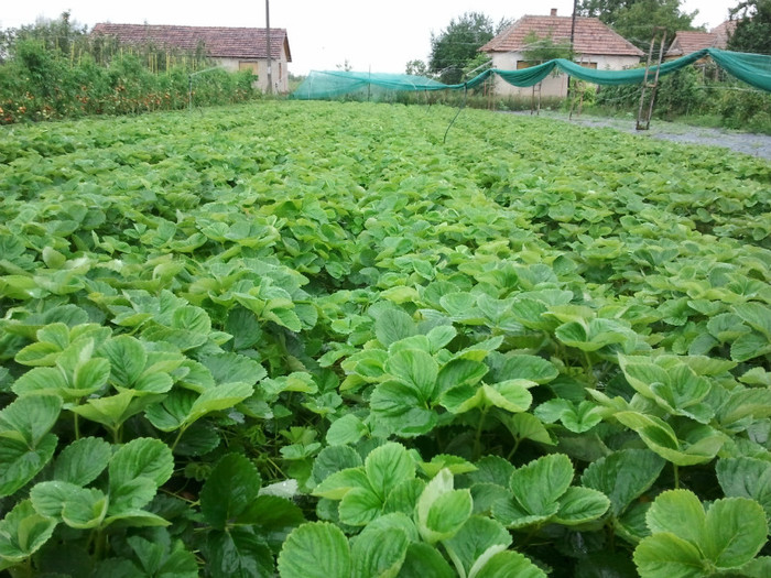 Plantat pe agrotextil la 60 zile