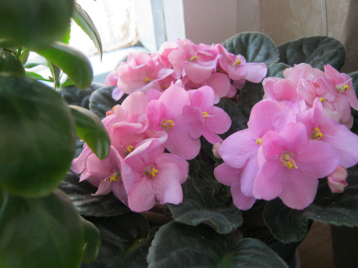 IMG_3624 - Florile mele 1