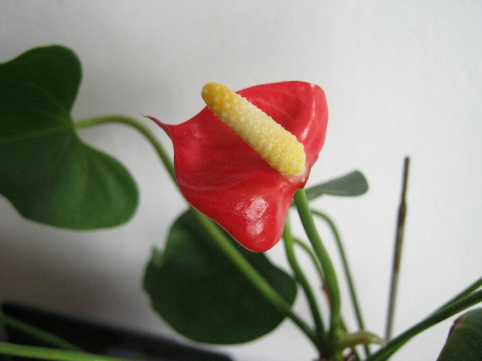 anthurium