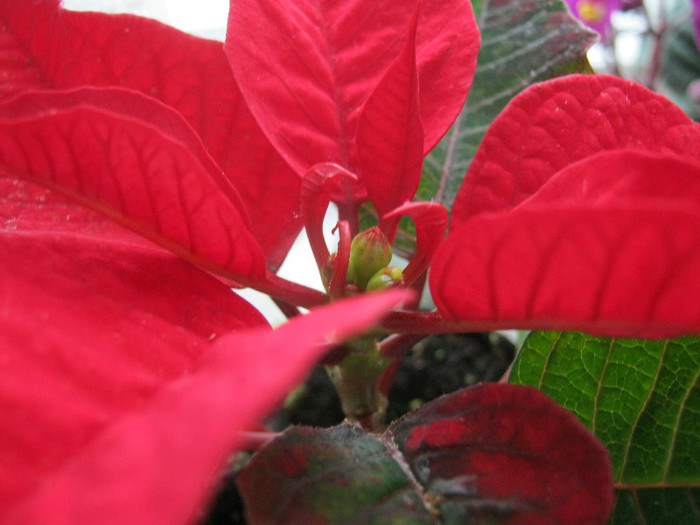 poinsettia