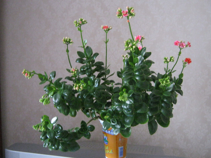 Au doar apa in borcan