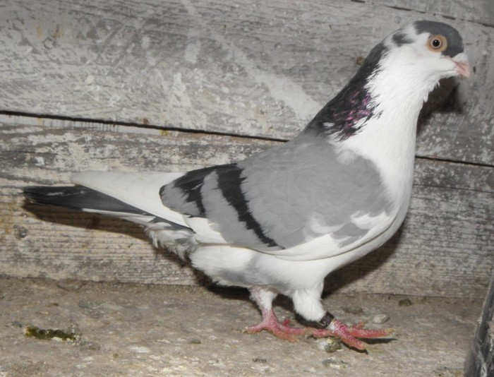 87a(m.2010)-vandut