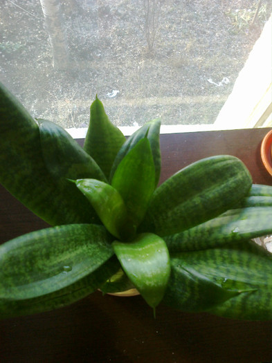 sansevieria pitica