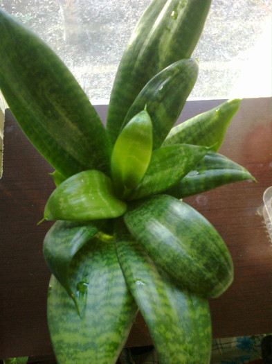 1-1 - Cactusi si suculente