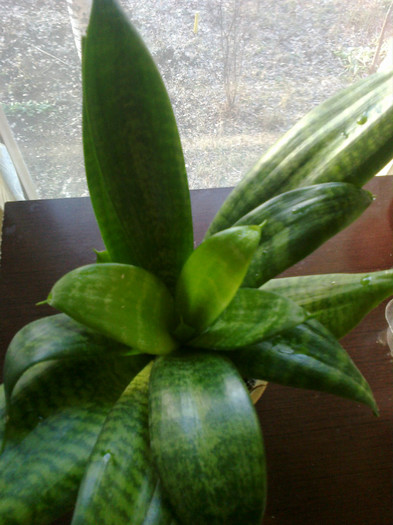 1-2 - Cactusi si suculente