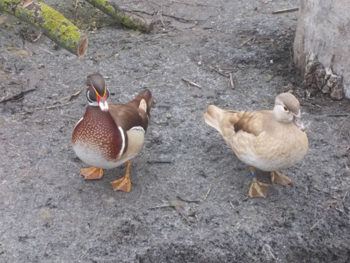 DSCN0330 - Rate mandarine caroline si pitice zwergenten