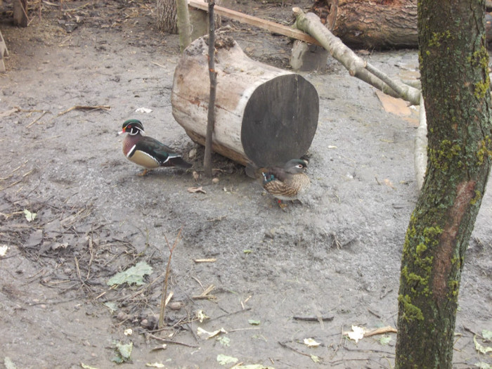 DSCN0321 - Rate mandarine caroline si pitice zwergenten