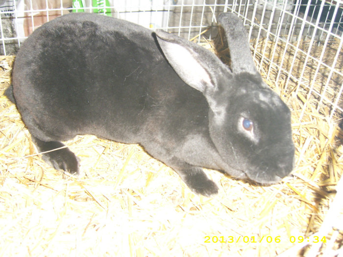 Si aici o femela de a mea de rex negru-95P