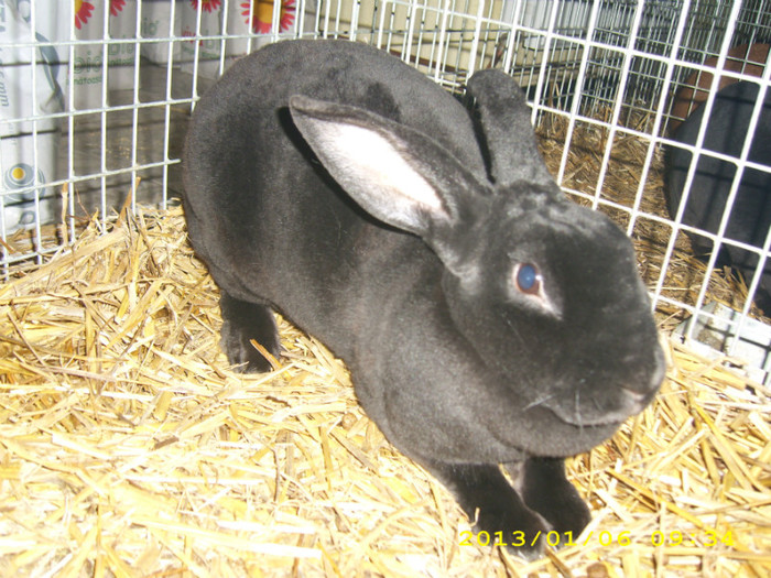 UNA DIN FEMELELE MELE DE REX NEGRU-95,5P