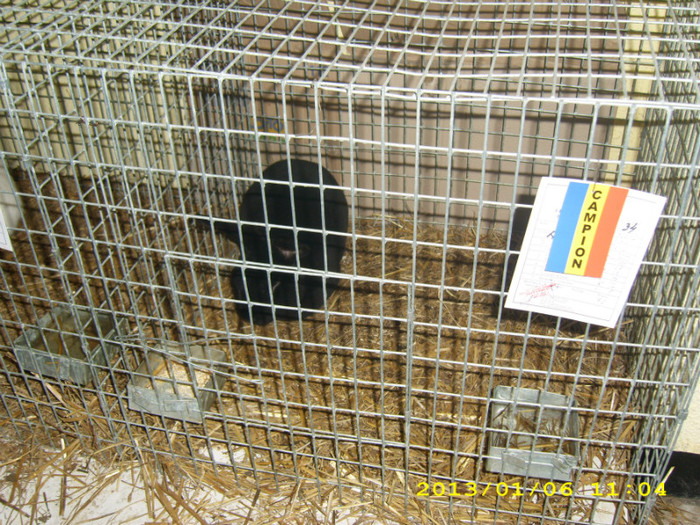 Masculul meu ;campion 96p