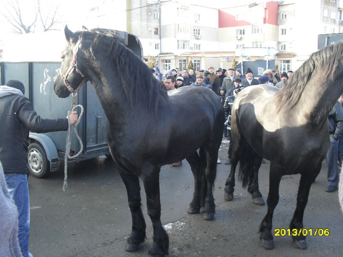 friesieni - botezul cailor 2013