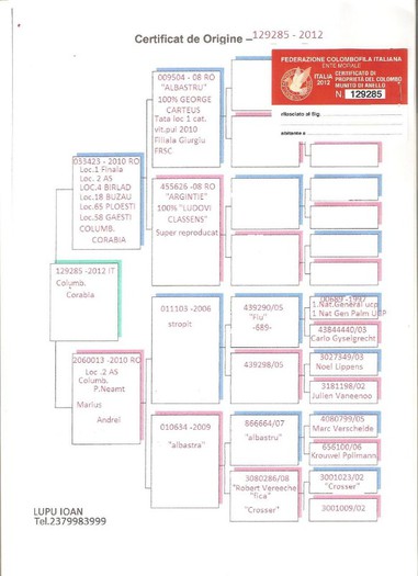 Columbodrom-Corabia-pedigree-IT-129285-2012 - COLUMBODROM