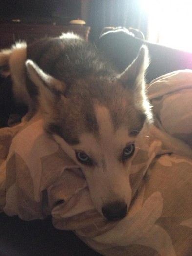 a_uack_caaamguz-jpg-large