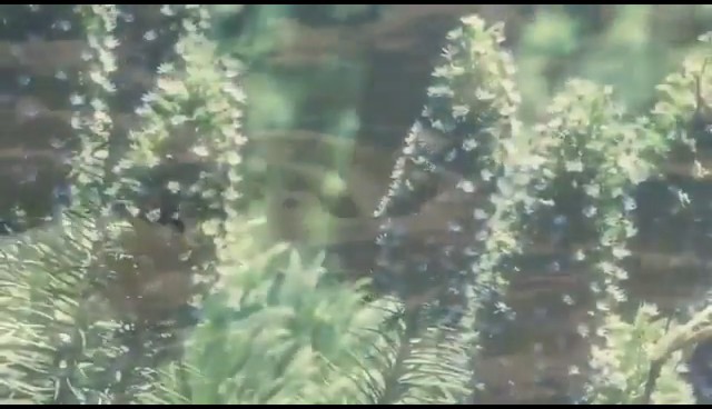 Faith nu il uita , se plimba prin curte si il cauta cu privirea...