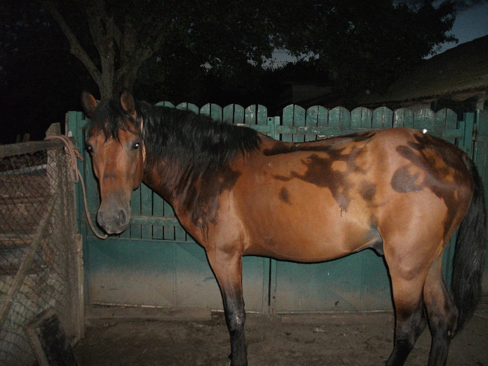 Animale din curte - Locul unde am copilarit