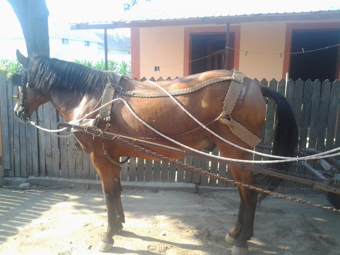 Fotografie0014 - Locul unde am copilarit