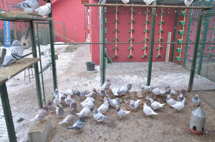 Picture 532