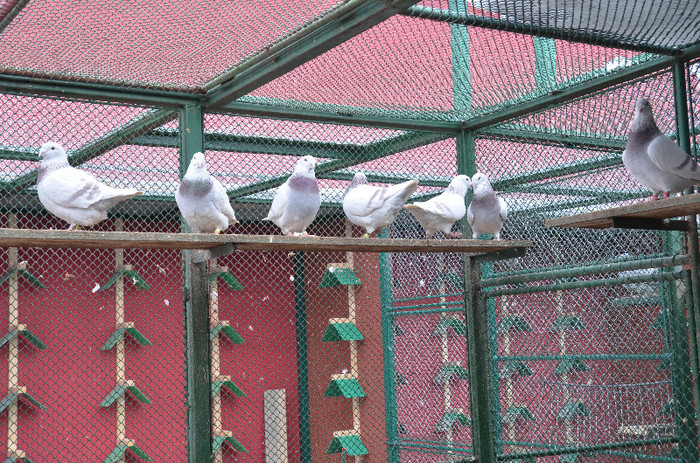 Picture 535