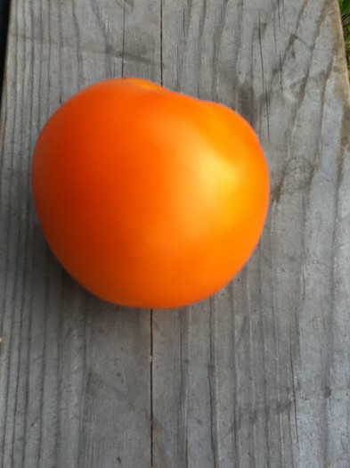 Tomate TANGERINE