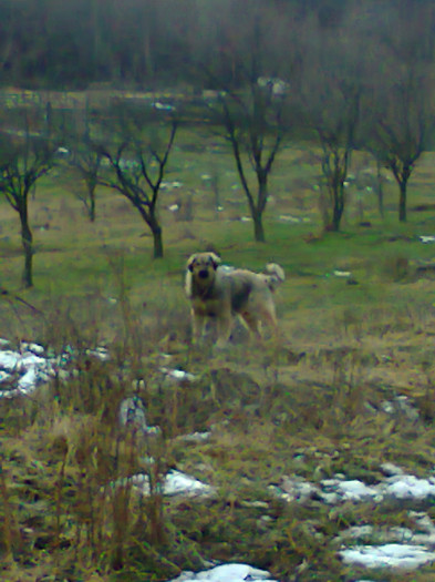 ciobanesc 6 luni - Caini ciobanesti din localitate