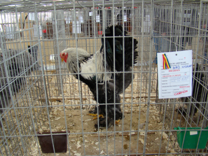 EXPO MM - EXPO BAIA MARE 2013