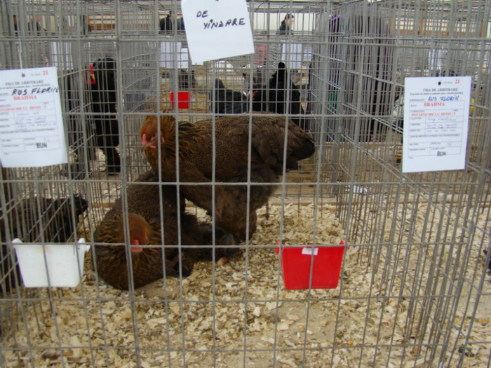 EXPO MM - EXPO BAIA MARE 2013
