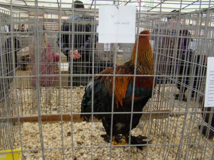 EXPO MM - EXPO BAIA MARE 2013