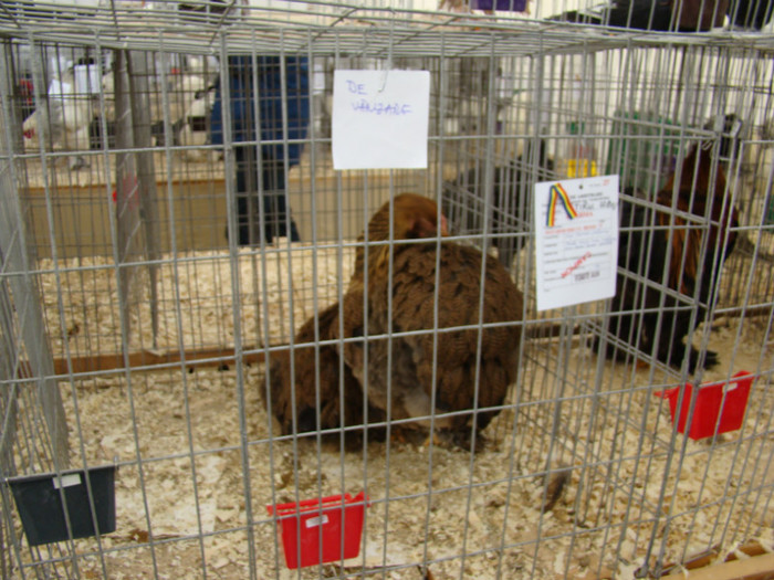 EXPO MM - EXPO BAIA MARE 2013