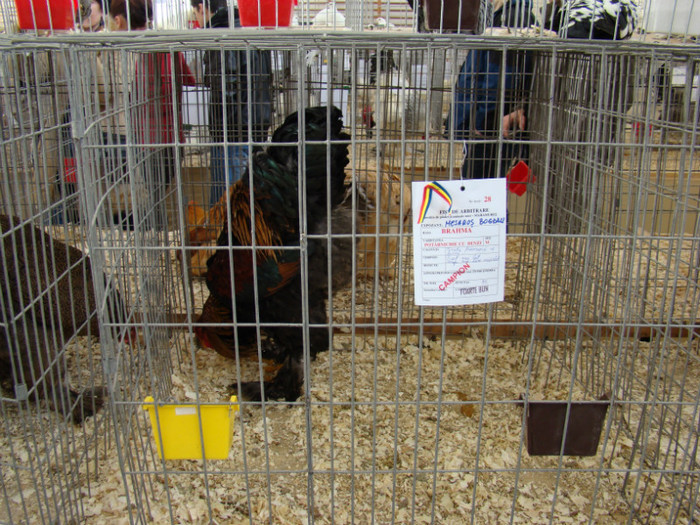 EXPO MM - EXPO BAIA MARE 2013