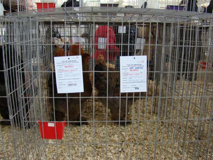 EXPO MM - EXPO BAIA MARE 2013