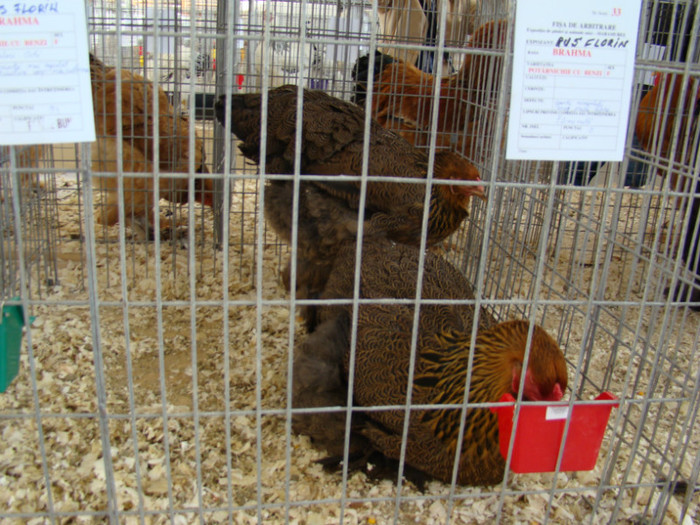 EXPO MM - EXPO BAIA MARE 2013