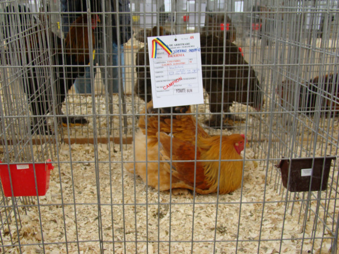 EXPO MM - EXPO BAIA MARE 2013