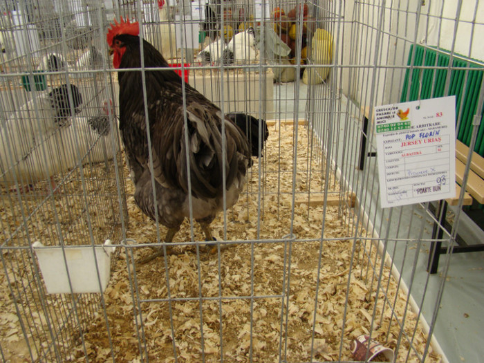 EXPO MM - EXPO BAIA MARE 2013