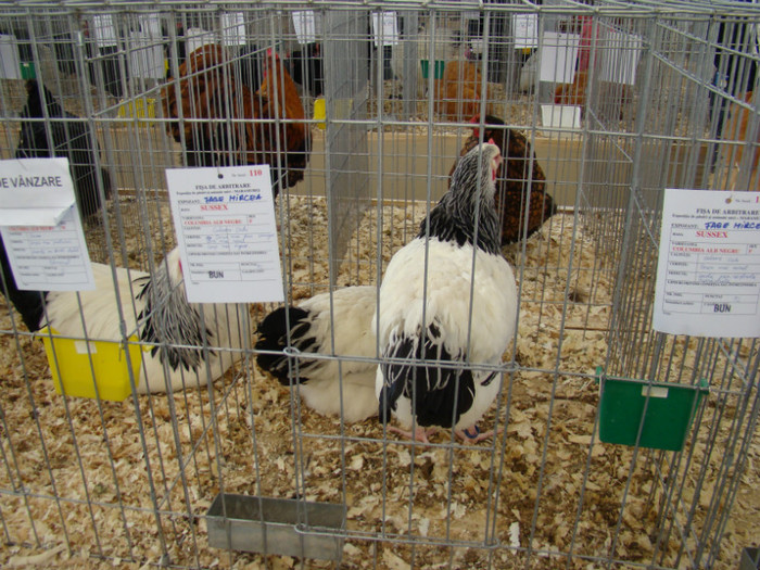 EXPO MM - EXPO BAIA MARE 2013
