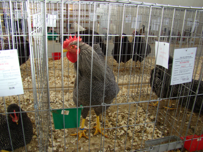 EXPO MM - EXPO BAIA MARE 2013