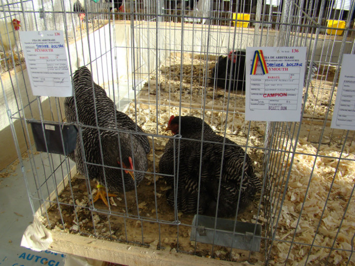 EXPO MM - EXPO BAIA MARE 2013