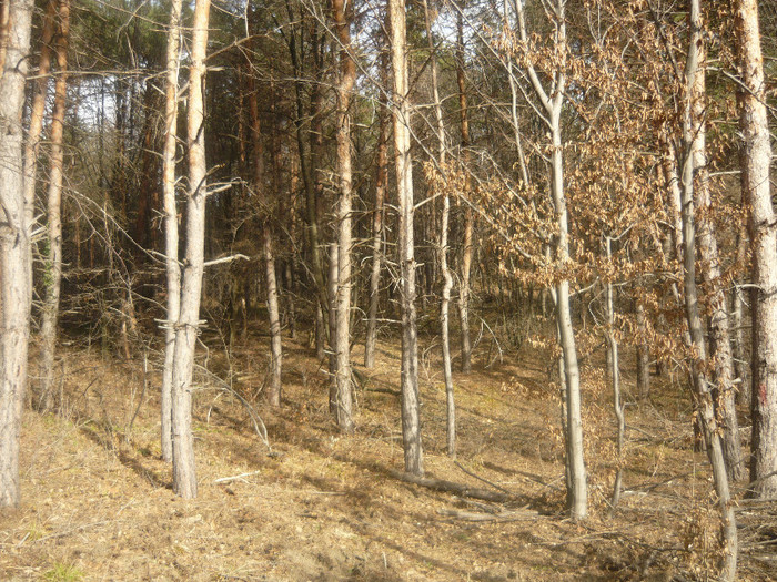 Padurice de pini - Peisaje Filipestii de Padure