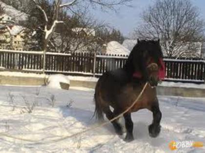 61 - CAII ANIMALE INDRAGITE DE MINE